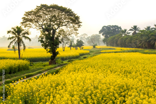 Lush mustard field in rural bangladesh covered in vibrant yellow blossoms
