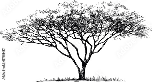 Detailed black and white illustration of a sprawling acacia tree silhouette