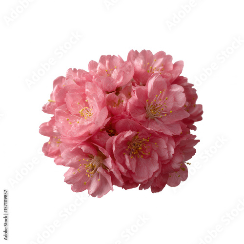 A vibrant cluster of pink cherry blossom flowers against a white isolated background, symbolizing spring, beauty, and renewal.