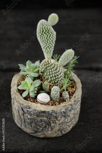 florarium indoor plants cacti in a flowerpot