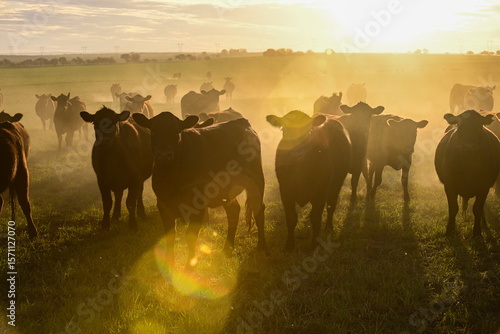 Wallpaper Mural Cattle herd grazing in the field at sunset, in the Pampas plain, Patagonia, Argentina Torontodigital.ca