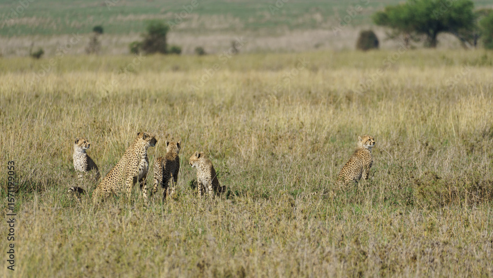 Naklejka premium The Cheetah Family Thrives in the Vast Savanna of Africa, Showcasing its Unique Ecosystem