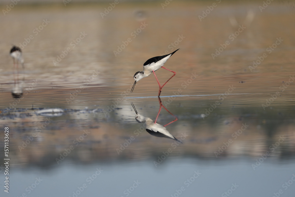 Obraz premium bird, seagull, nature, sea, gull, animal, water, wildlife, flying, flight, fly, sky, white, ocean, birds, beak, wild, beach, wings, stilt, stork, black-winged stilt, tern, black, lake