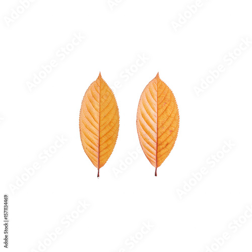 Two vibrant orange leaves with intricate vein patterns on a white isolated background, showcasing the beauty of nature and autumn colors.