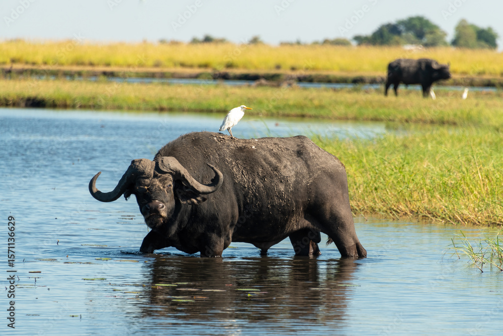 Obraz premium An intimidating African Buffalo, also known as a Cape Buffalo (Syncerus caffer), eating grass in the Chobe River, Botswana