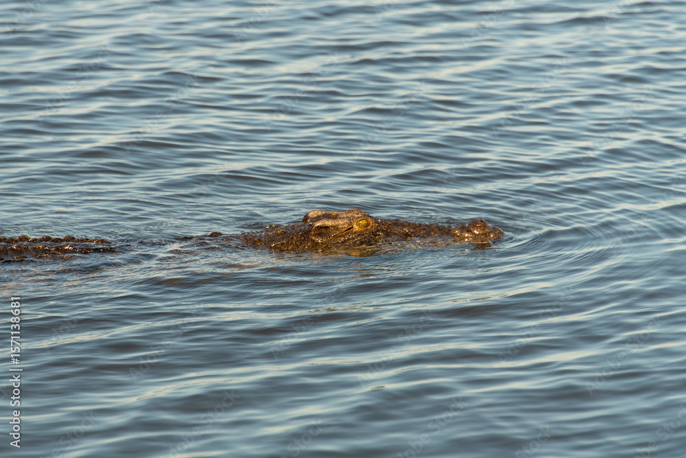 Obraz premium A large Nile crocodile (Crocodylus niloticus), a master of ambush, swimming in the Chobe River, Botswana