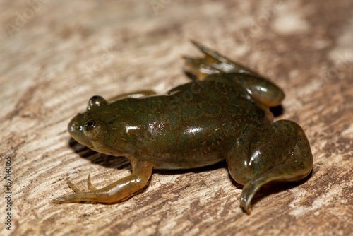 A cute Müller's platanna, also known as the Müller's Clawed Frog (Xenopus muelleri) found along the Chobe River, Botswana