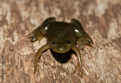 A cute Müller's platanna, also known as the Müller's Clawed Frog (Xenopus muelleri) found along the Chobe River, Botswana