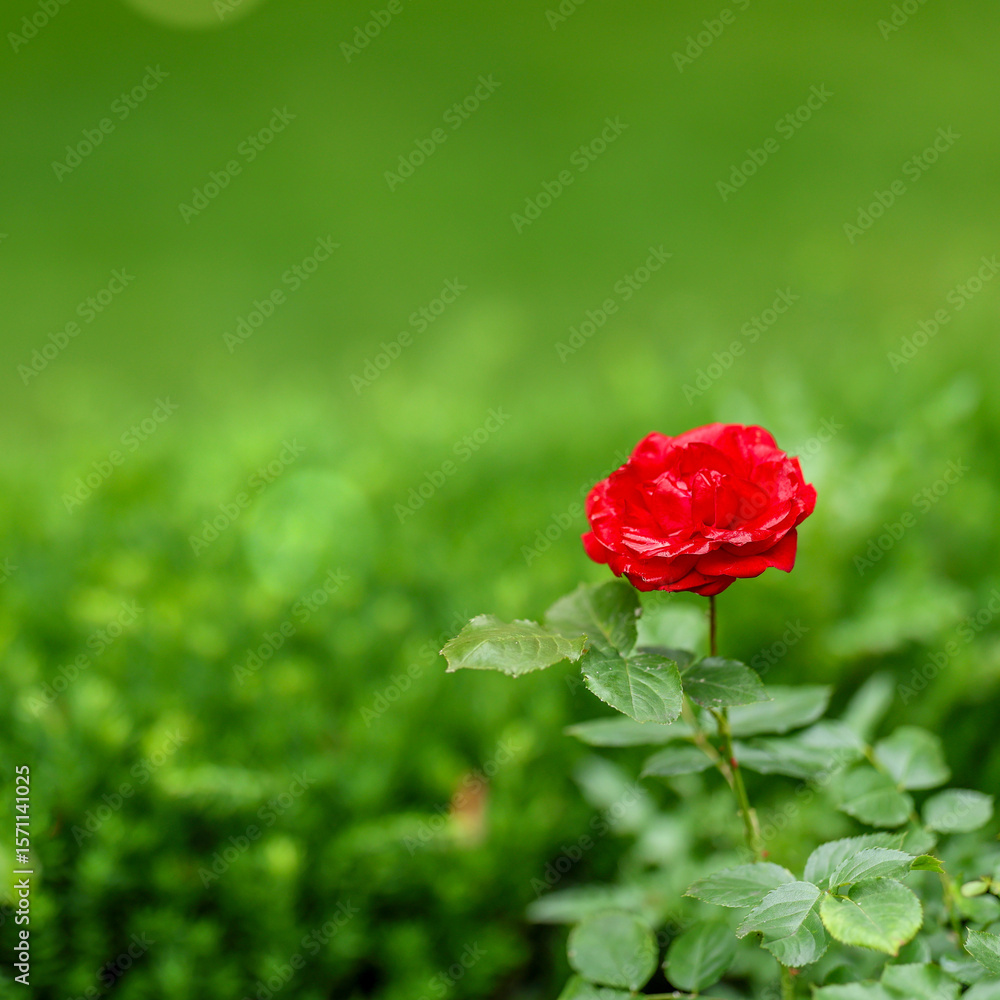 Obraz premium Vibrant red rose blooming in soft green surroundings, perfectly placed off-center in a square format. Ideal for commercial use in romance, eco, and nature-themed designs.