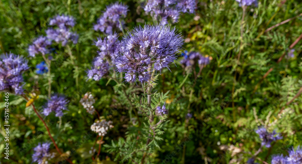 Honeywort (Phacelia tanacetifolia) 2025 Denmark Honeywort (Phacelia tanacetifolia) 2025 Denmark