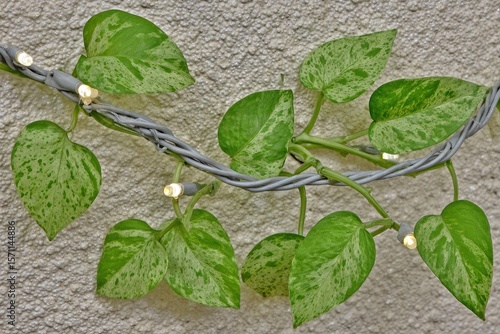 Wallpaper Mural String lights wrapped around variegated leaves on a wall Torontodigital.ca