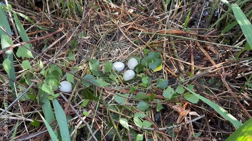Western marsh harrier nest, Circus aeruginosus. White eggs in nest built from stems in reed. Bird of prey nesting season in wildlife nature. Harrier in natural habitat. Breeding season. Top view.