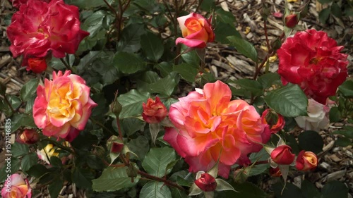 Wallpaper Mural The 'Charleston' floribunda rose blooms in clusters of double flowers that shift from yellow to red with orange-pink tones, creating a vivid garden display all season. Torontodigital.ca