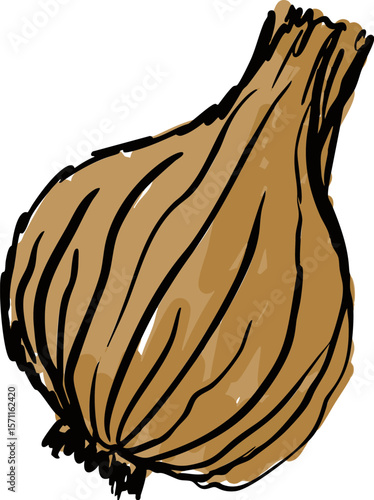 Rustic Hand-drawn Onion Bulb with Natural Texture Vector Illustration.