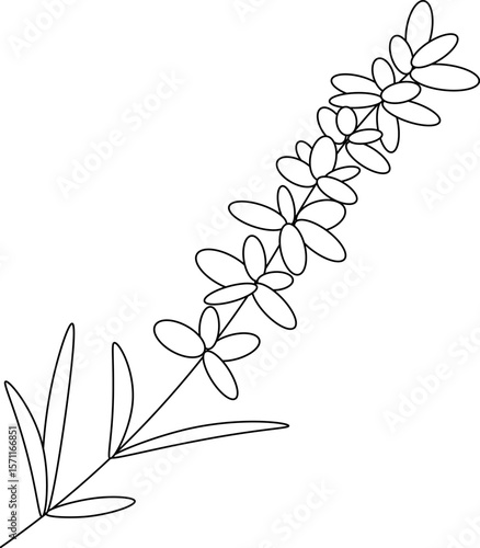 Lavender isolated. Vector graphic line illustration. Silhouette sign for logo, print, comics, fashion, pop art, boards, design, stickers, decoration, posters Coloring Sheet for Stress Relief