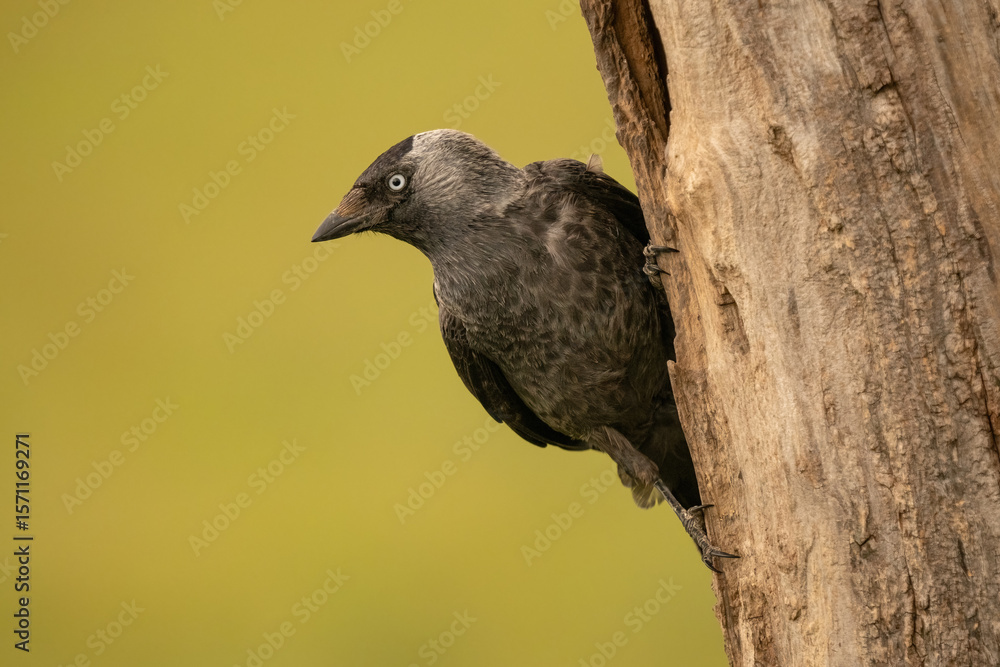 Fototapeta premium Western jackdaw (Coloeus monedula) perched on a tree against a blurred green background, detailed close-up wildlife photo with vibrant eye in the black plumage.
