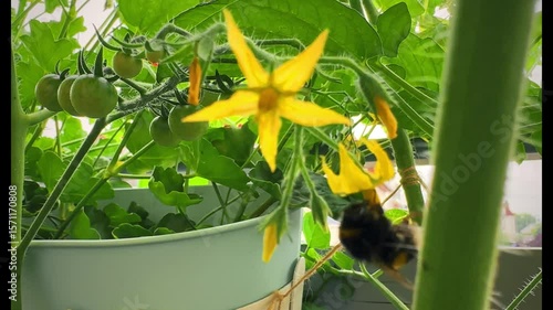 A bumblebee pollinates a tomato. Bumblebee on tomato flowers close-up. Using bumblebees in a greenhouse to pollinate plants.