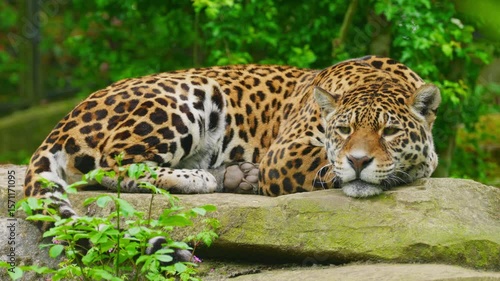 Solitary jaguar lies on a rock, resting in public zoo
