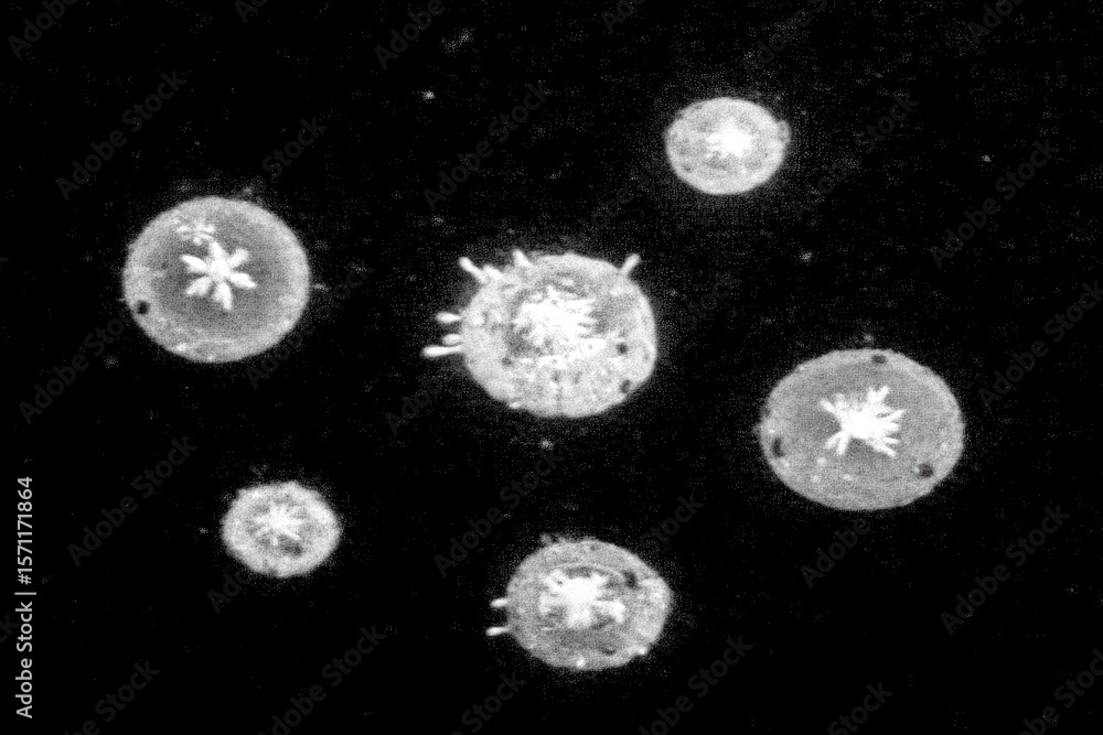 Naklejka premium Microscopic view of multiple, round, crystalline structures. Dark background. Complex, symmetrical patterns