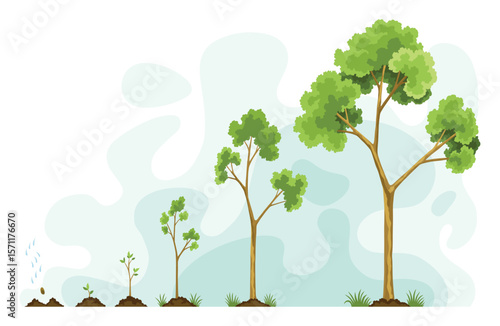 Stages growth of tree from seed. Watering the seeds from cloud rain. Collection of trees from small to large. Green tree with leaf growth steps. Illustration of business cycle development
