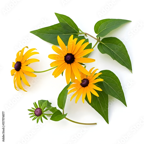  Black-Eyed Susan Vine image on white background