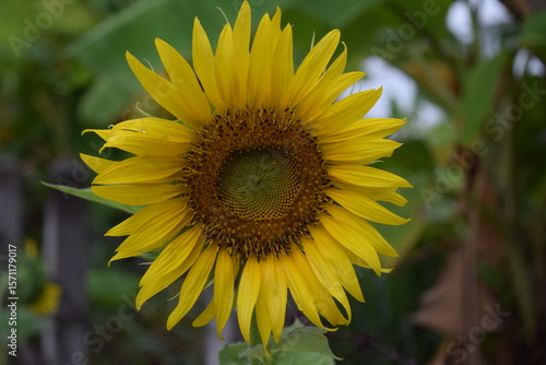 Blooming sunflowers