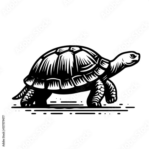 Turtle Walking Slowly