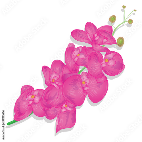Vibrant pink orchid flowers in full bloom against a white background