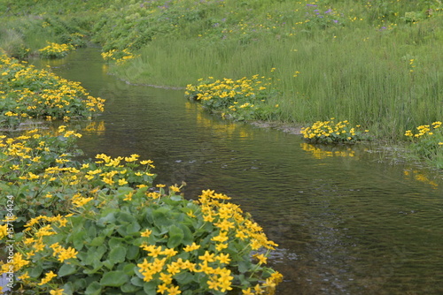 Caltha palustris amarilla junto a un riachuelo en verano