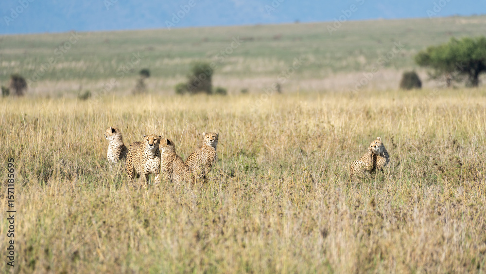 Fototapeta premium Witness the grace and speed of cheetahs in their natural habitat within the vast Savanna Serengeti Africa