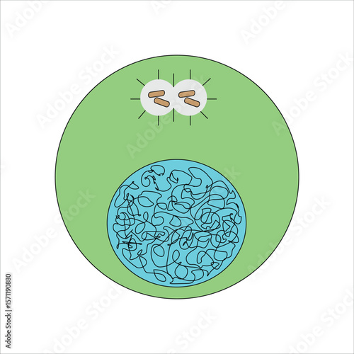 End of interphase-Cell Division Stage  Illustration