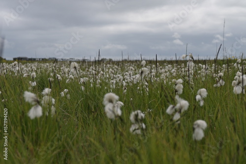 Eriophorum angustifolium o hierba algodonera en un prado de Islandia
