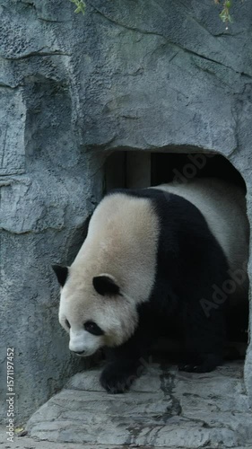 Mei LAN, a giant panda in Panda Valley, Dujiangyan, Sichuan Province, China