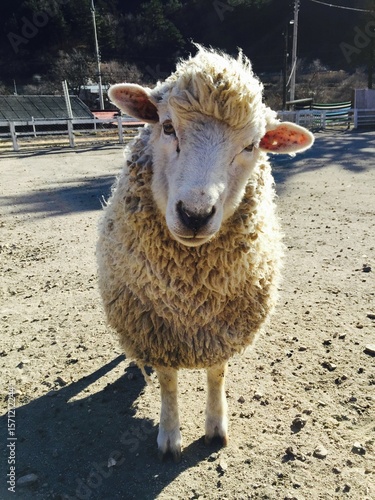 a cute sheep