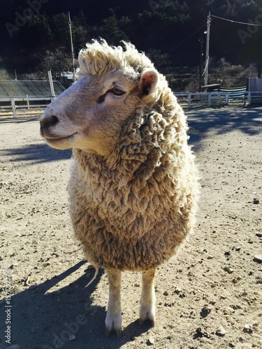 a cute sheep