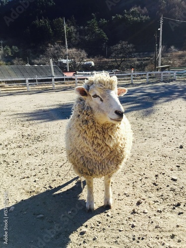 a cute sheep
