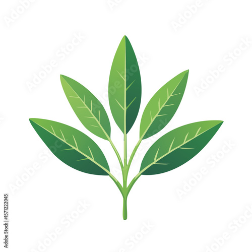 Sage Icon Isolated on a Tra...