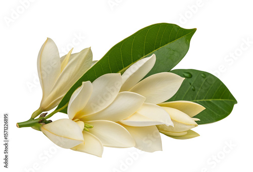 Magnolia flowers and green leaves botanical imagery enhancing natural elegance and gracefulness