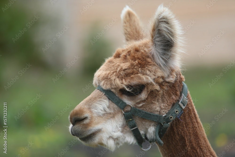 Fototapeta premium Alpaca close-up with a green halter