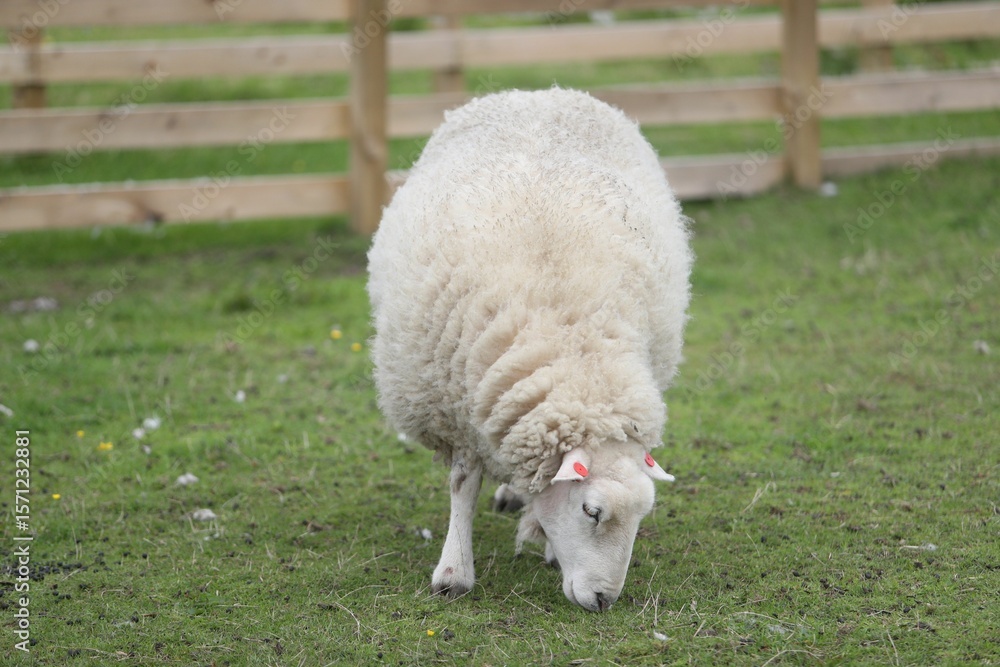 Fototapeta premium A fluffy sheep is grazing on a green pasture