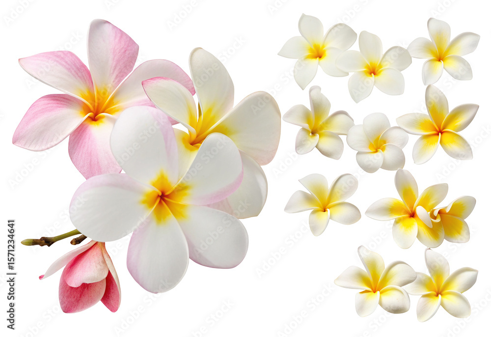 Naklejka premium Beautiful plumeria flowers isolated on black background with pink and white tropical blooms
