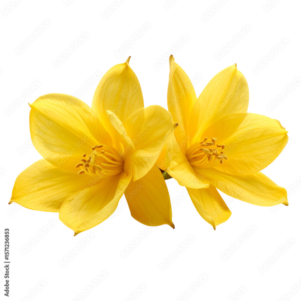 Fototapeta premium Two vibrant yellow flowers with delicate petals and prominent stamens, showcasing natural beauty and intricate floral details.