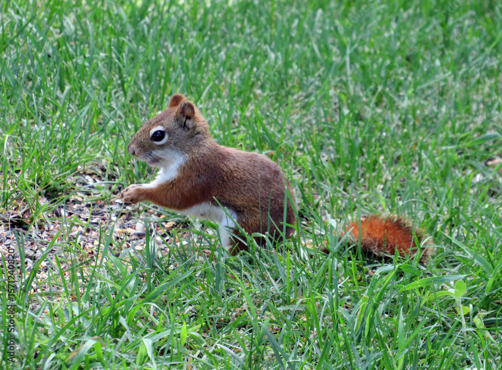 Squirrely Red Tail Squirrely Red Tail
