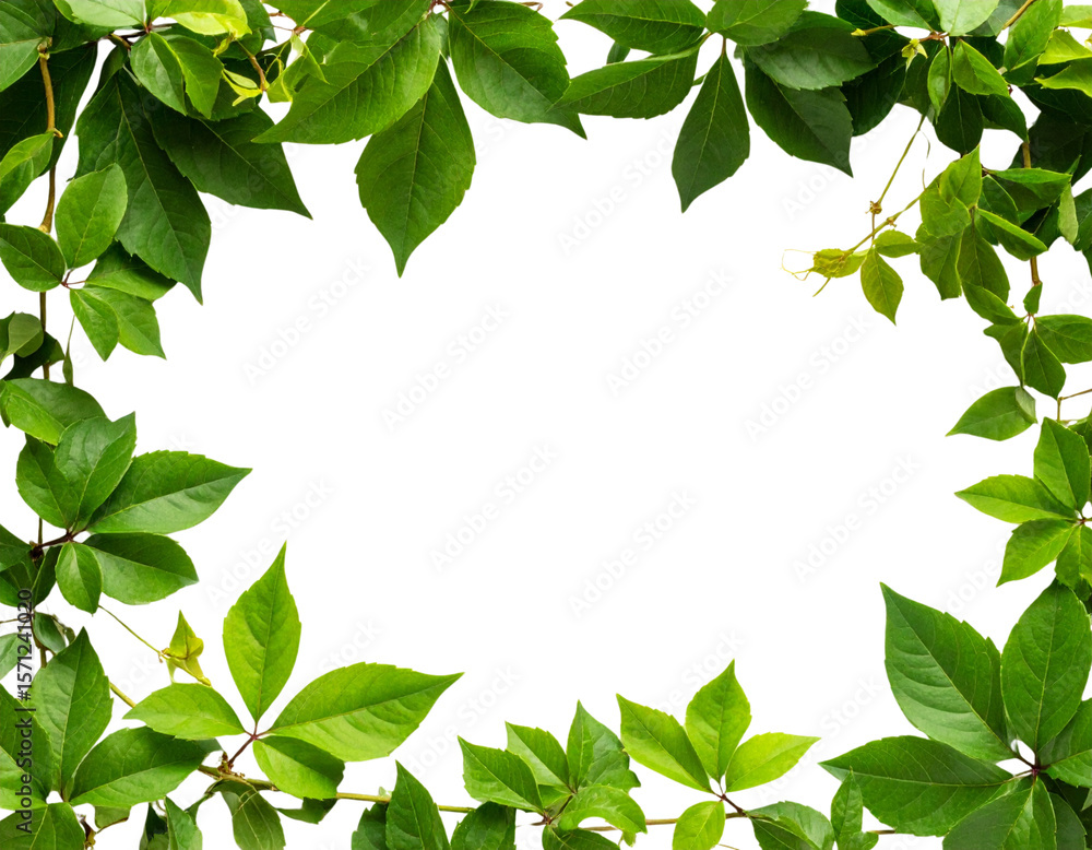 gold star isolated on white - Firefly_Bush grape or three-leaved wild vine cayratia (Cayratia trifolia) liana ivy plant bus gold star isolated on white - Firefly_Bush grape or three-leaved wild vine cayratia (Cayratia trifolia) liana ivy plant bus