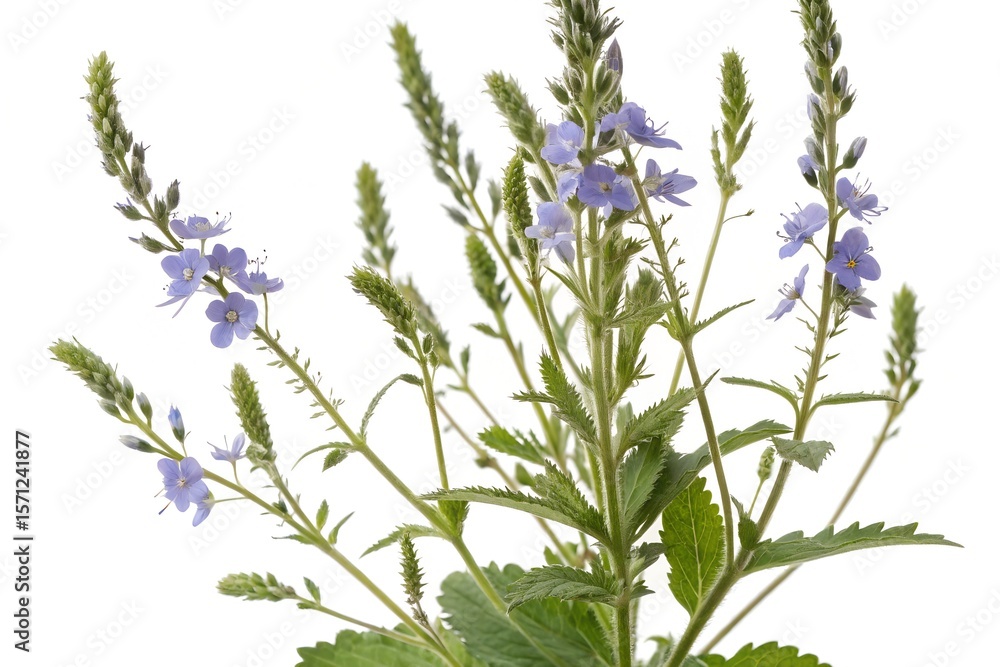 Naklejka premium veronica officinalis isolated on white background