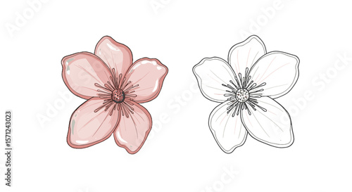 Pink and outline cherry blossom flower illustration on white background  