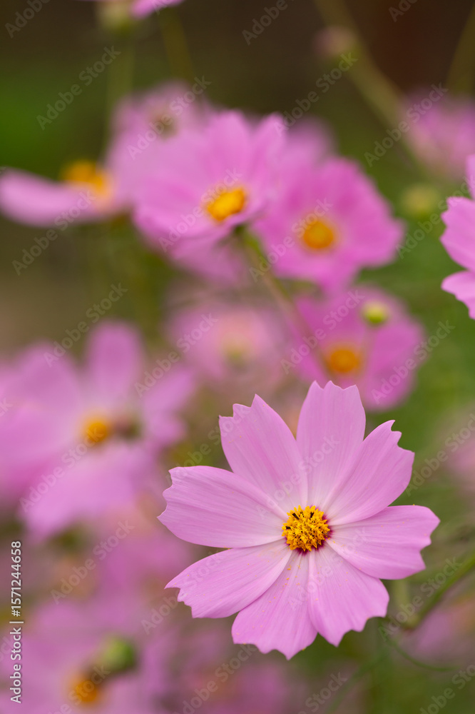 Fototapeta premium 秋桜