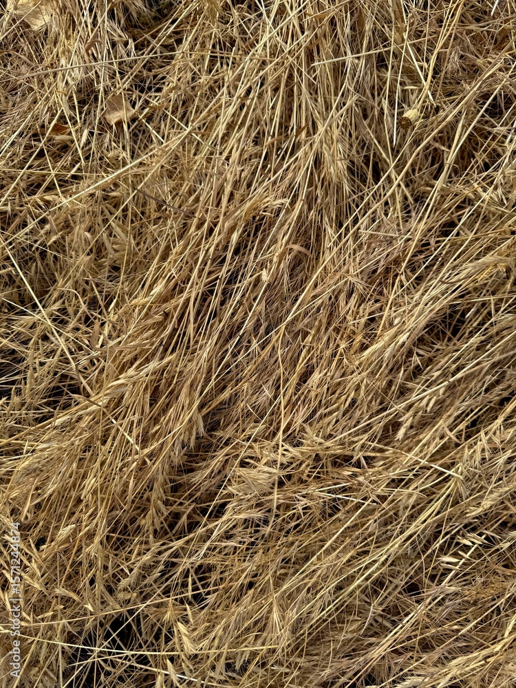 Dry yellow fallen grass lying abstractly on the ground. Dry yellow fallen grass lying abstractly on the ground.