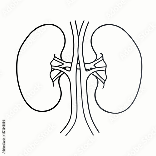 kidneys and ureters. urinary system
