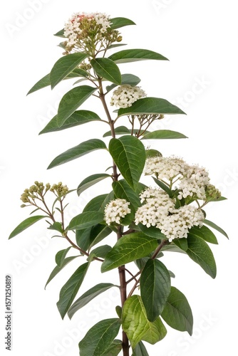 viburnum tinus plant isolated on white
